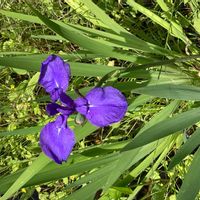 カキツバタの画像
