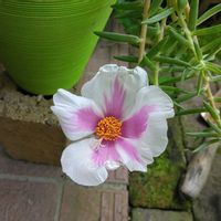 マツバボタン,鉢植え,マイガーデン,可愛い〜♡,綺麗✨の画像
