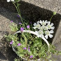 ラベンダー,ワイヤープランツ,オルレアの画像