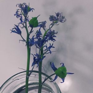 切り花,キッチン,庭の画像
