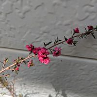 ギョリュウバイの画像