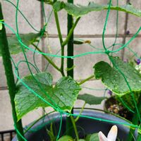 ししとう,できすぎなるなる,できすぎなるなる,家庭菜園の画像