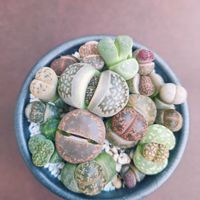 リトープス,リトープス,リトープス,多肉植物,多肉寄せ植えの画像