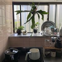 ビカクシダ,トキワシノブ,コーヒーの木,ダバリア　ラビットフッド,多肉植物の画像