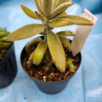 ハオルチア,月兎耳の画像