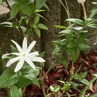 ギボウシ,ジャスミン,三時草,ホスタ,紫陽花 アジサイ あじさいの画像