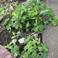 柚子,カタバミ,ムラサキカタバミ,柚子の芽の画像