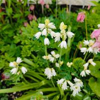 シラー,花のある暮らし,宿根草の庭,旭川,小さな庭の画像