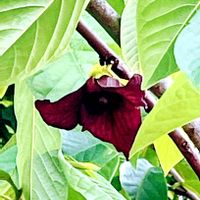 ポポー,ゴミ捨ての帰り道で,通り道のお宅の果樹畑にの画像
