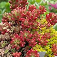 チャイブ,多肉植物,多肉大好き,癒し,青森の画像