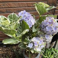カンアオイ,カンアオイ,吉祥草,吉祥草,紫陽花 コットンキャンディの画像