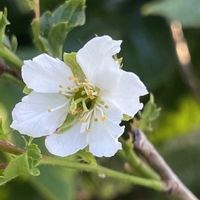 サクランボ,狂い咲き,お花は癒し,花が好き❤,☆携帯撮影☆の画像