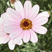 ローダンセマム,ローダンセマム,公園,鉢植え,花壇の画像