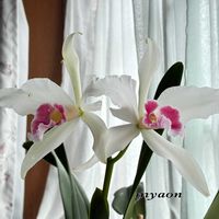 カトレア,蘭、らん、ラン,カトレア パープラータ カーネア,C  purpurata var carnea,リンコレリオカトレア デイスター ダズラーの画像