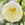 abutilon