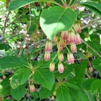サラサドウダン,樹木,おでかけ先,木に咲く花,つどいの里八ヶ岳山野草園の画像