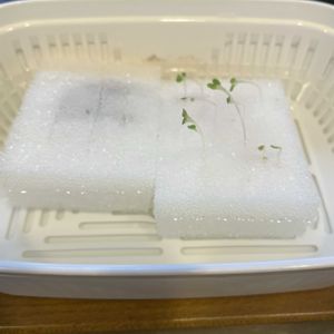 大葉,サニーレタス,水耕栽培,今朝の一枚,野菜作りの画像