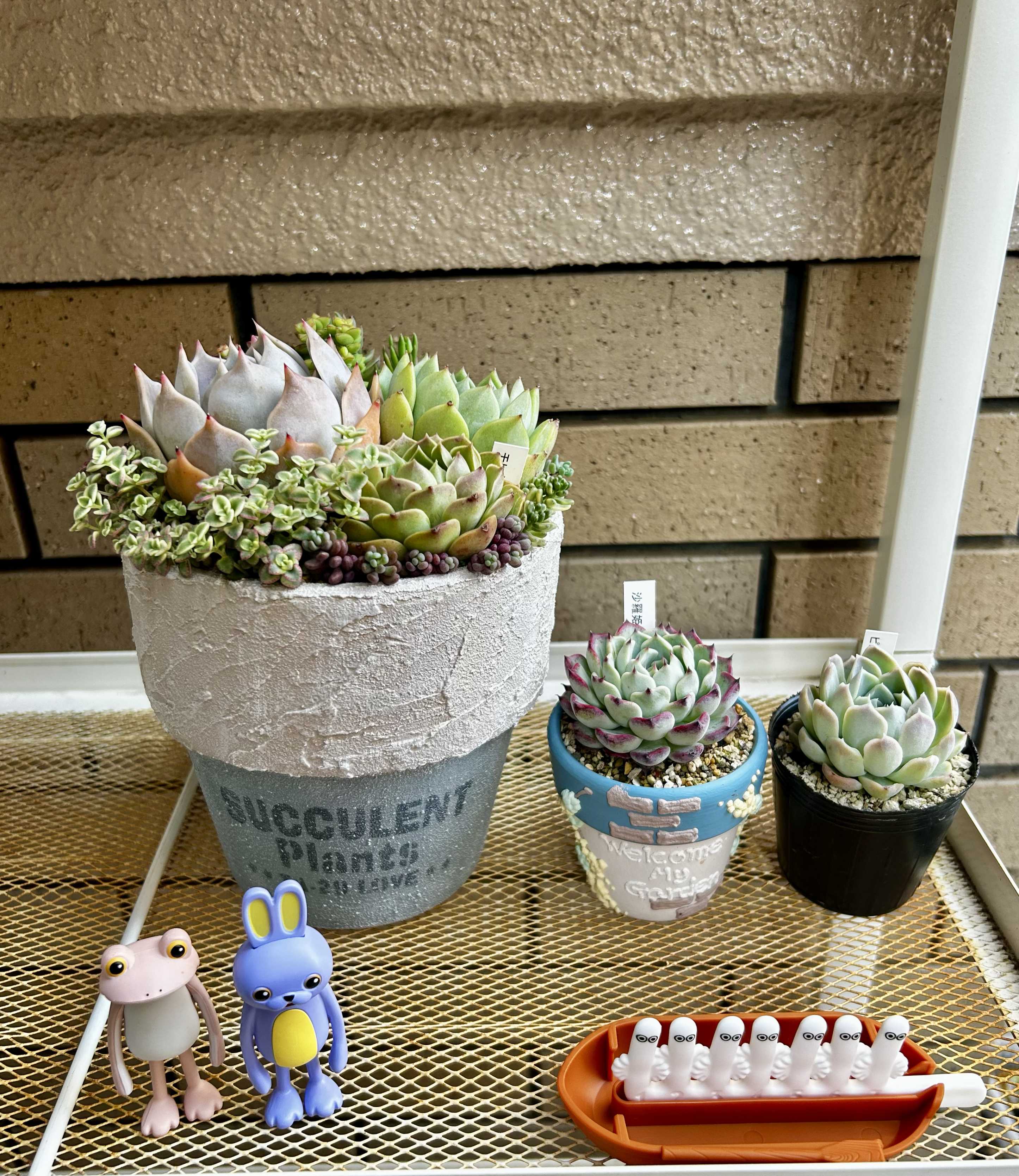 多肉植物　無料でつけるおまけです。 多肉植物の投稿画像 by よーさん｜子持ち蓮華と白雪ミセバヤと沙羅姫