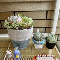 子持ち蓮華,白雪ミセバヤ,沙羅姫牡丹,沙羅姫牡丹,チェリークイーンの画像