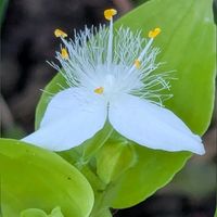 エキナセア,コスモス,トキワツユクサ,ラミウム,ビオラの画像