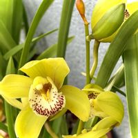 シンビジウム,宿根バーベナ,お花のある暮らし,お花は癒し,繋がりに感謝の画像