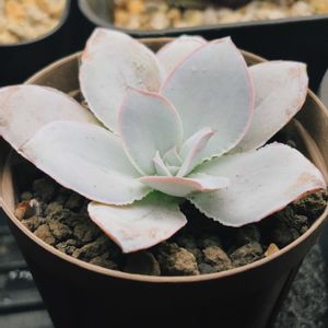 エケベリア,カンテ,多肉植物,植木鉢の画像