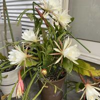 月下美人　げっかびじん,月下美人　げっかびじん,花のある暮らし,テラス,ベランダの画像