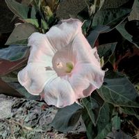 チョウセンアサガオの画像