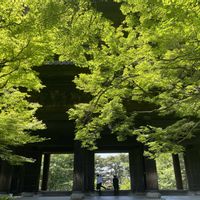 アヤメ,青紅葉,京都御所,雲仲間の画像