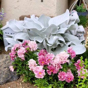 リーフ好き☘.۰•゜,地植え,かわいいな♡,ひとめぼれ♡,お花好きの画像