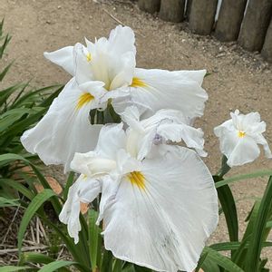 ショウブ,白い花,今日の花,晴れた日,GSのみなさんに感謝♡の画像