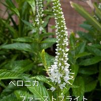 ベロニカ,ローダンセマム,꒰ღ˘◡˘ற꒱かわゅ~,花のある暮らし,屋上ガーデニングの画像
