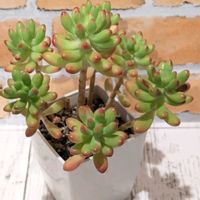 ルビーティント,多肉植物,セダム属,多肉植物の紅葉の画像