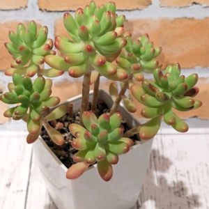 ルビーティント,多肉植物,セダム属,多肉植物の紅葉の画像