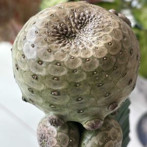 サボテン,多肉,ユーフォルビア ツルビニフォルミス,ユーフォルビア,珍奇植物の画像