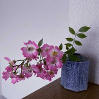 薔薇,一輪挿し,信楽焼,iPhone撮影,asingleflowervaseの画像