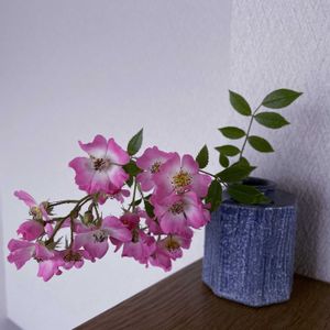 薔薇,一輪挿し,信楽焼,iPhone撮影,asingleflowervaseの画像