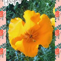 ハナビシソウ,花菱草,安曇野,ハナビシソウ（カリフォルニアポピー）,✨今日のお花✨の画像