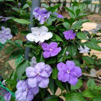 ニオイバンマツリ,ユキノシタ,マタタビ,青い花マニア,チーム・ブルーの画像