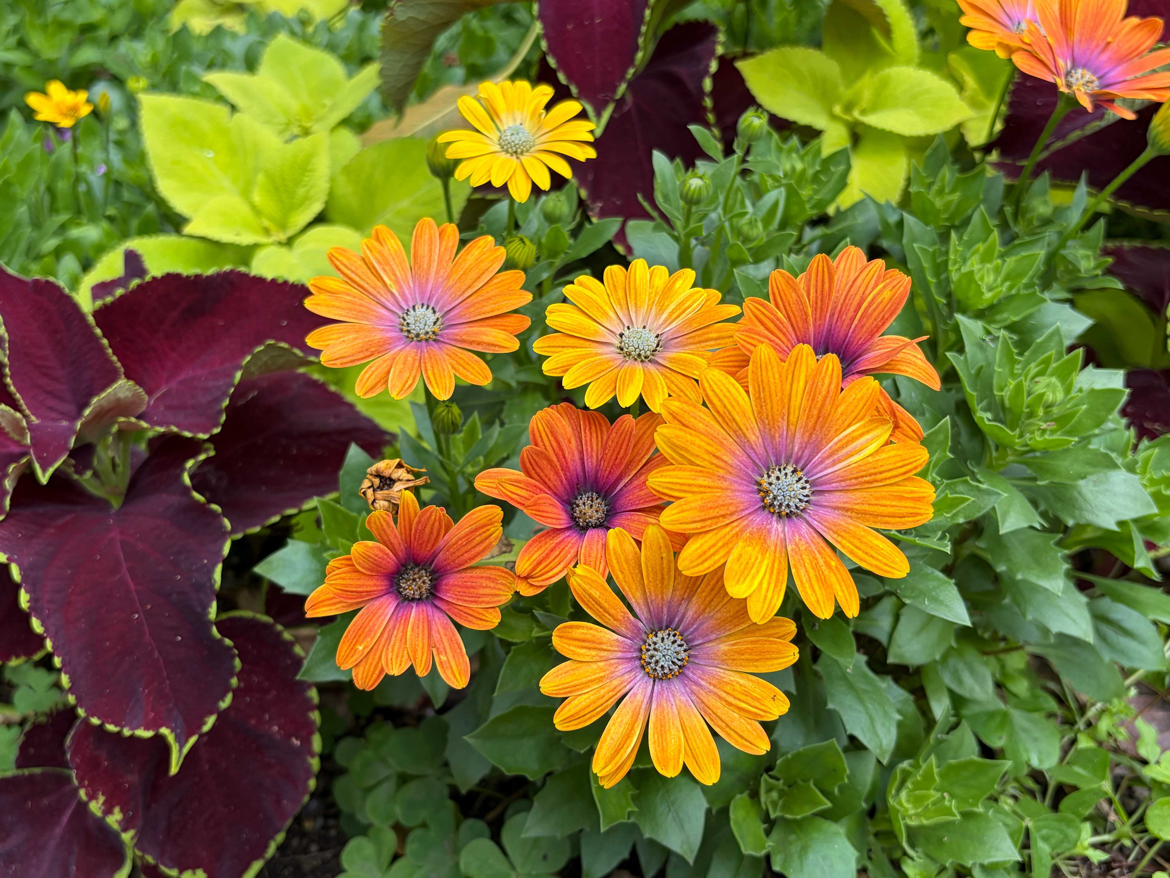 4月8日のお花はホヤ・カルノーサ(サクララン)｜🍀GreenSnap（グリーン