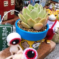 コケサンゴ,バオバブの種,プラダ,ブースカ,繋がりに感謝✨の画像