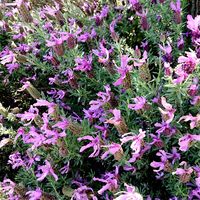 カシワバアジサイ,セダム,薔薇,薔薇,フレンチラベンダーの画像