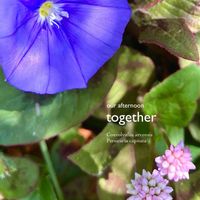 ブルーカーペット,ヒメツルソバ,セイヨウヒルガオ,ポリゴモナム,花のある暮らしの画像