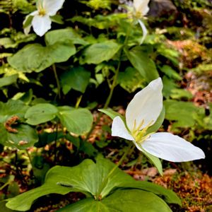 オオバナノエンレイソウ,多年草,植栽,在来種,今日のお花の画像