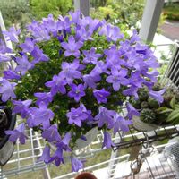 ベルフラワー,ターちゃんのベランダ,ベルフラワー(^^),水曜日は水色,ターの青い花の画像