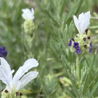 フレンチラベンダー,オステオぺルマム,ペチュニア　シェイク,花のある暮らし,小さな庭の画像