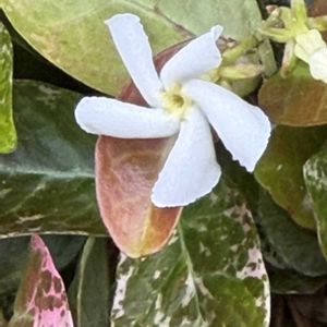 ハツユキカズラ,癒し,ハツユキカズラの花,いつも心に太陽を,白い水曜日♡の画像