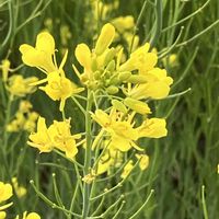 チューリップ,チューリップ,チューリップ,菜の花,菜の花の画像