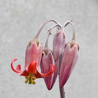 コチレドン ホワイトスプライト,多肉植物,コチレドン ,花芽,癒しの画像