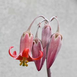 コチレドン ホワイトスプライト,多肉植物,コチレドン ,花芽,癒しの画像